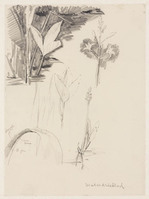 KT 3069
<br/>
Verschillende planten studies
<br/>
<em>Nachenius, Jan Coenraad (1890-1987)</em>